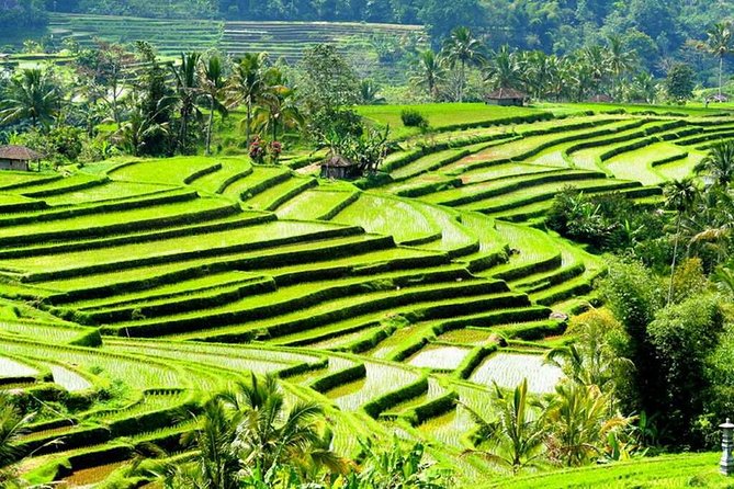 Full-Day Private Cultural Bali Tour + Balinese Driver - Tirta Empul Holy Spring, where purification is the point