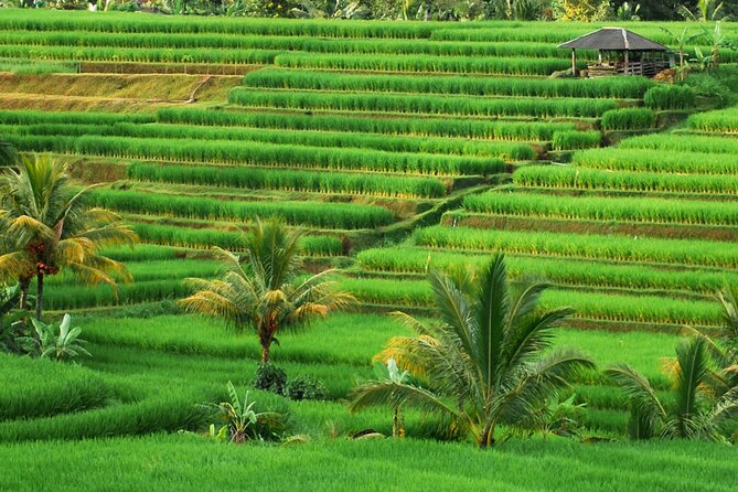 Full Day Private Water Temples Tour in Bali - Ulun Danu Bratan Temple, merus on the lake with an easy one-hour stop