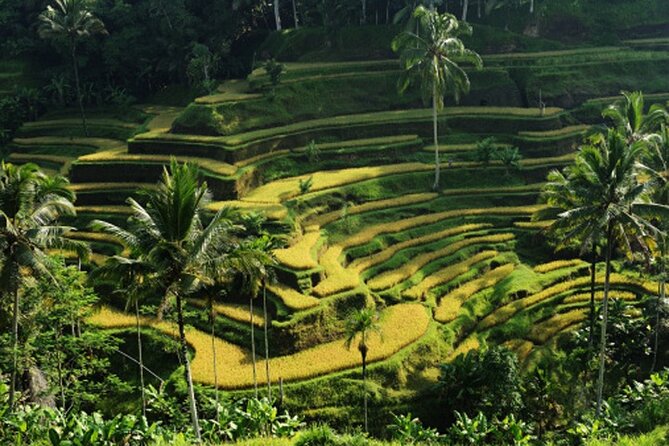 Full Day – Ubud Art Village and Mount Batur Kintamani with Lunch - Kintamani Lunch: Mount Batur and Lake Batur Views