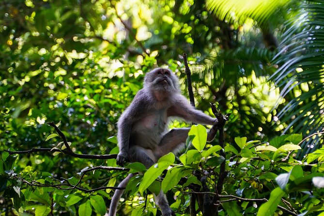 Full Day – Ubud Art Village and Mount Batur Kintamani with Lunch - Segara Windhu Coffee Plantation: Luwak Process and Real Tasting Options
