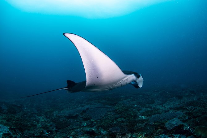 Fun Dive Nusa Penida Bali - For Certified Divers - Why This Nusa Penida Day Trip Works So Well