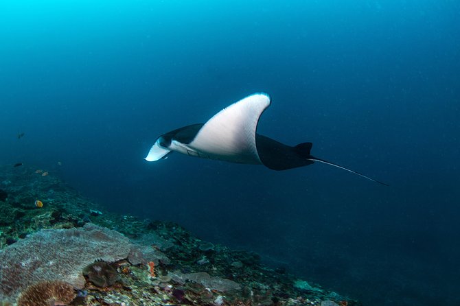 Fun Dive Nusa Penida Bali - For Certified Divers - From Kuta Pickup to Sanur Return, the Timing That Matters