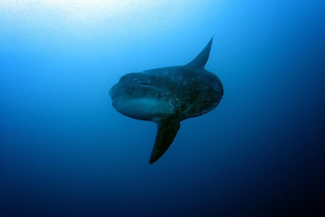 Fun Dive Nusa Penida Bali - For Certified Divers - Crystal Bay and SD: Why These Two Sites Balance the Day