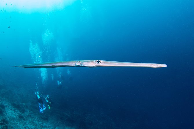 Fun Dive Nusa Penida Bali - For Certified Divers - How Guides and Small Groups Improve Safety and Experience