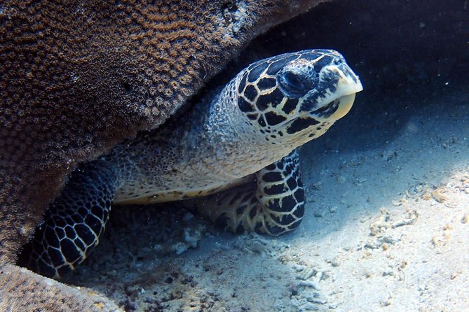 Fun Dive Nusa Penida Bali - For Certified Divers - Underwater Life Odds: What to Expect Without Counting on One Animal