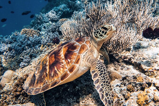 Gili Air: Snorkeling 3 Gili Islands with GoPro Camera - Gili Meno underwater sculptures: art with real function