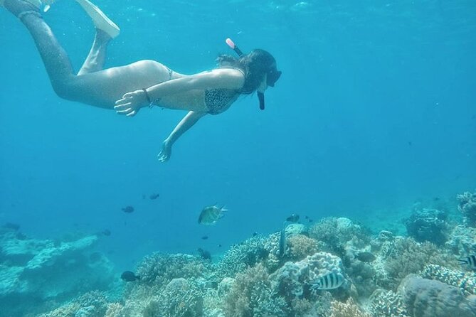 Gili island Snorkeling Half Day Trip departure from Gili Trawangan - Turtle and sculpture viewing: how to get better sightings