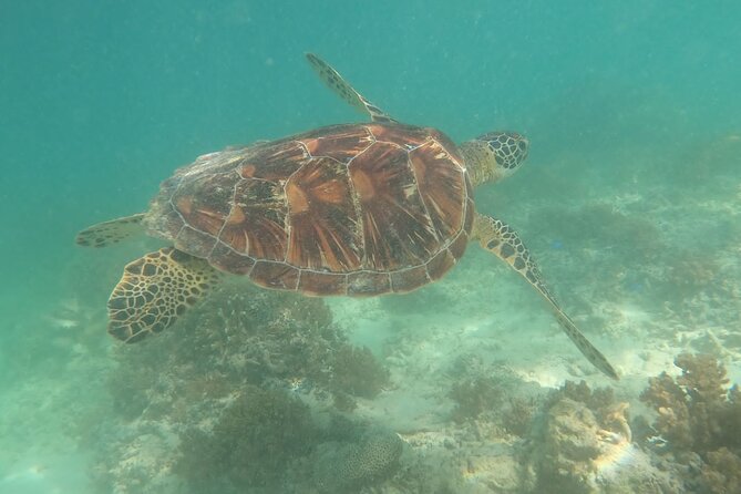 Gili Trawangan & Gili Air Snorkeling Tour Turtles & Statue - Gili Meno Turtle Sanctuary and the Underwater Statue
