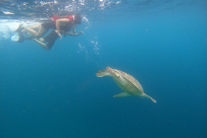 Gili Trawangan & Gili Air Snorkeling Tour Turtles & Statue - Price and Value for $20, Plus When a Private Option Helps