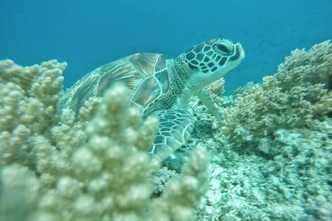 Gili Trawangan,Gili Meno& Gili Air Island:Snorkeling Day Trip Depart from Lombok - Gili Islands in One Day, From Lombok’s Main Areas