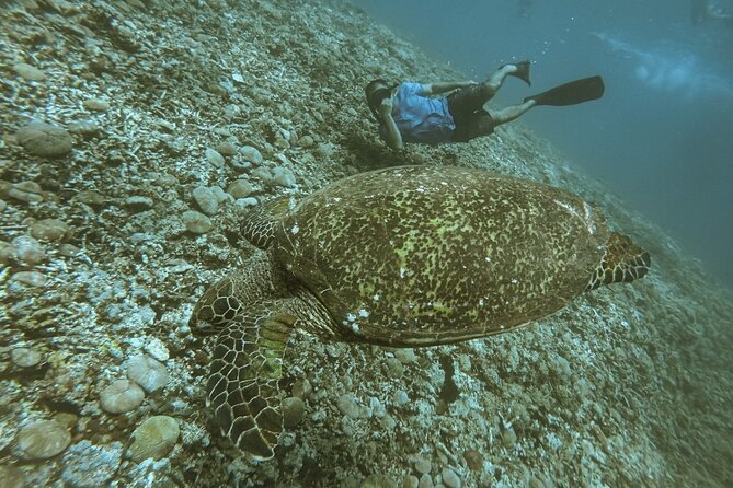 Gili Trawangan,Gili Meno& Gili Air Island:Snorkeling Day Trip Depart from Lombok - Gili Meno: Turtle Point and Underwater Statues