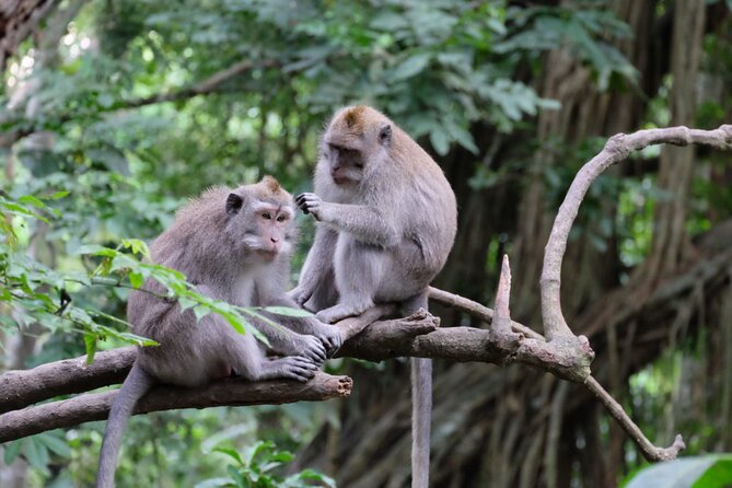 Goa Gajah / Elephant Cave Temple And Ubud Tour - All Inclusive - dAlas Swing: the included Bali swing break