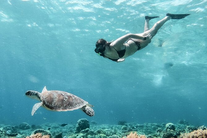 Group Snorkeling Tour Gili Islands Including GoPro Documentation - Stop 2: sea turtles close up, plus the rules that protect them