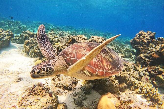 Group Snorkeling Tour Gili Islands Including GoPro Documentation - Gear setup on the water: helpful crew, fin fit, and sunscreen