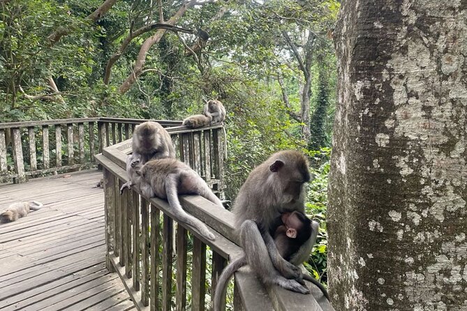 Half Day Private Tour in Ubud - Lunch Timing: What to Do Around Midday When It Is Not Included
