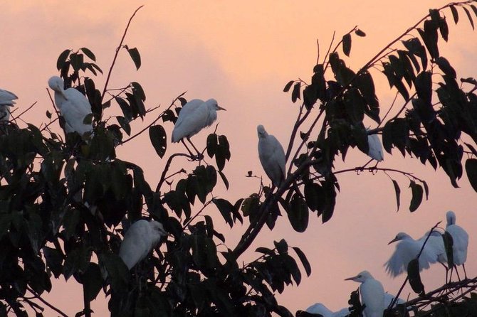 Half Day Ubud Tour: Ubud Unique Spots - Stop 3: Petulu Village and the white heron return at 5:30 pm