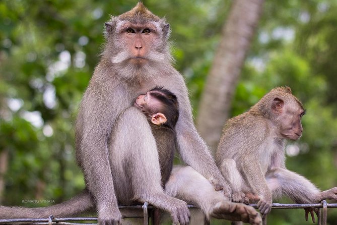 Half Day Ubud Tour: Ubud Unique Spots - Stop 1: Sacred Monkey Forest Sanctuary, temples and long-tailed macaques
