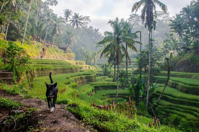 Hire Private Bali Driver - How the 8-hour day works, and how you should plan it