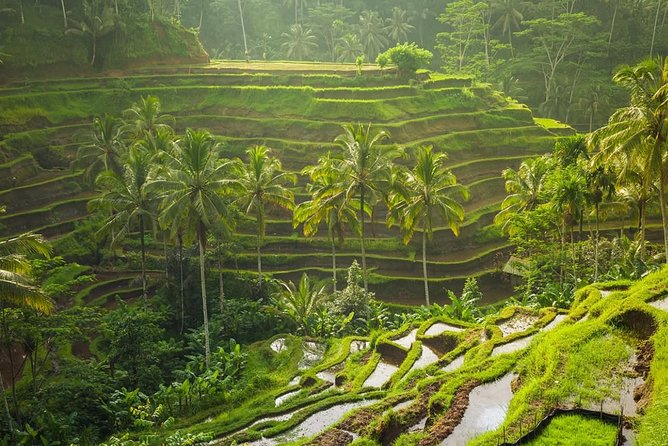 Hire Private Bali Driver - Ubud favorites: rice terraces, Monkey Forest area, and Tegenungan