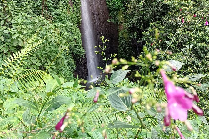 Jakarta Bogor Botanical Garden, Waterfall and Rice terrace, Lunch - Nangka Waterfall: pine-tree trail, monkey sightings, and a canyon-like path