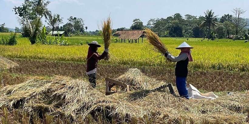 Jakarta: Volcano, Tea/Rice Fields, Hot Spring, Local Food - Rice fields, villages, and tea country in the same day