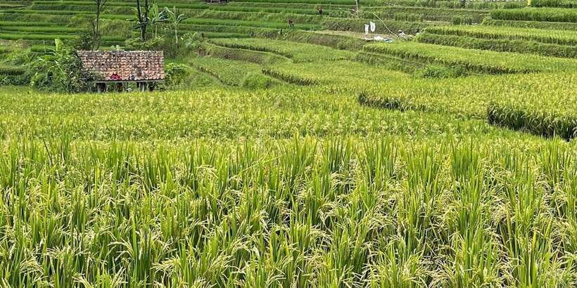Jakarta: Volcano, Tea/Rice Fields, Hot Spring, Local Food - Ciater hot springs, sulfur water, and the massage finish