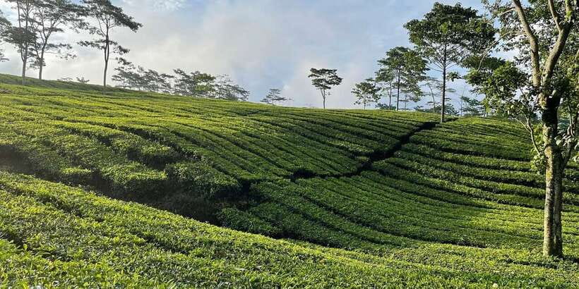 Jakarta: Volcano, Tea/Rice Fields, Hot Spring, Local Food - Lunch and local eats, what to expect