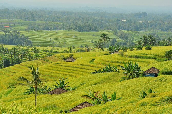 Jatiluwih Batukaru Mountain Nature's Best Tour - Mount Batukaru Foothills: Farming Elite Views, Not Just Pretty Trees
