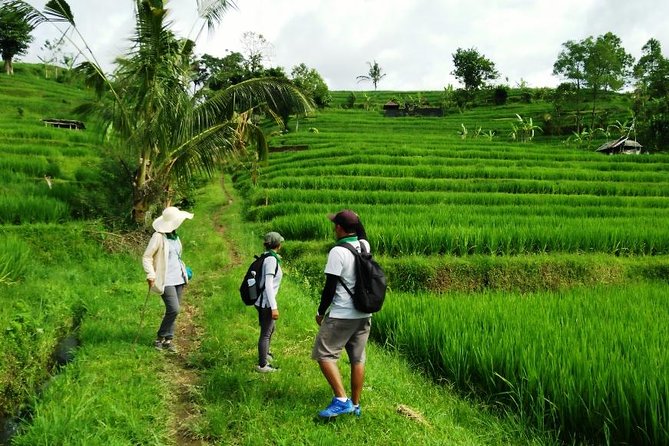 Jatiluwih full day e-bike cycling with lunch & trekking program - Should you book this full-day Green Bikes Bali combo?