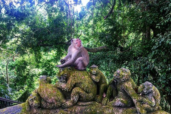 Jungle Swing - Volcano - Water Temple - Monkey Forest and Waterfall Tour - Sacred Monkey Forest Sanctuary: more than 700 long-tailed macaques
