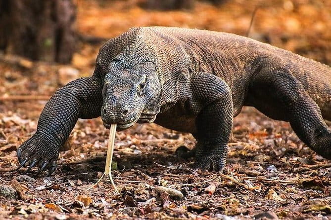 Komodo Islands with Speedboat in Labuhan Bajo - Komodo Island With a Ranger: Dragon Time Without Guesswork