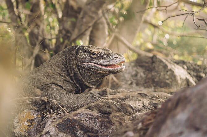 Komodo Islands with Speedboat in Labuhan Bajo - Taka Makassar, Manta Point, and Siaba Besar: Water Stops That Matter