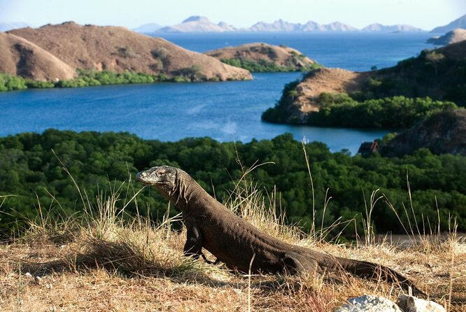 Komodo Private Boat tour 3Days 2 Night - Private 3 Days on the Komodo Route, with Flexible Timing