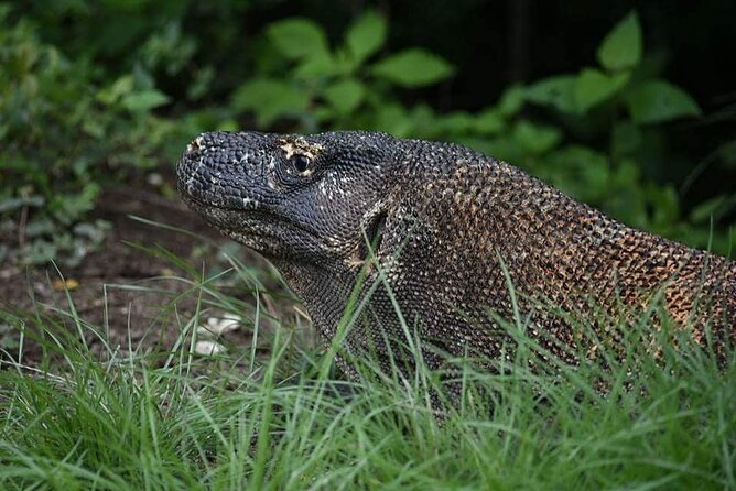 Komodo Private Boat tour 3Days 2 Night - Day 3: Manta Point Snorkeling, Sabolon and Kanawa Water Time