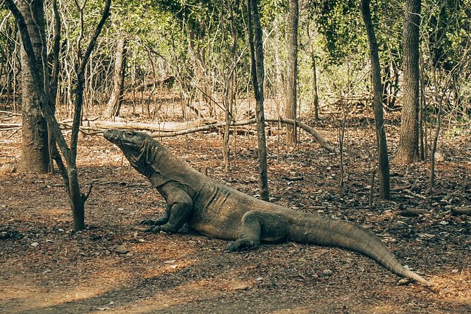 Komodo Private Boat tour 3Days 2 Night - Meals, Gear, and Practical Tips for Snorkeling and Trekking