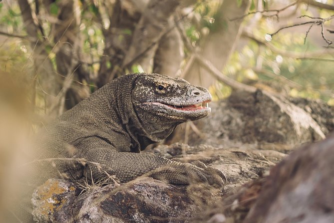 Komodo Private Boat tour 3Days 2 Night - Who This Tour Fits Best (and Who Should Skip It)