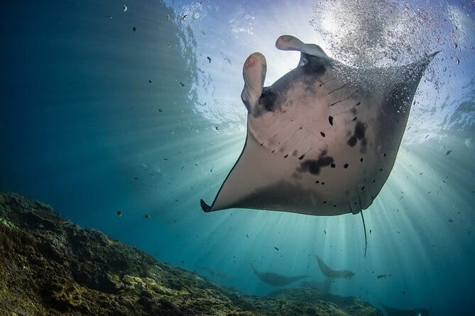 Lembongan Snorkeling at Manta Bay, Crystal Bay and Mangrove - Key highlights at a glance