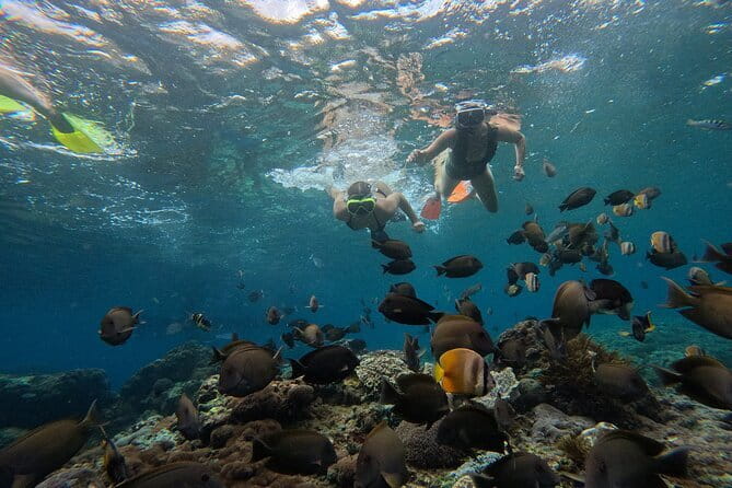 Lembongan Snorkeling at Manta Bay, Crystal Bay and Mangrove - A 3-hour manta-to-mangroves route from Jungut Batu