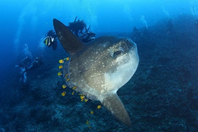 Lembongan Snorkeling at Manta Bay, Crystal Bay and Mangrove - The real deal on logistics: timing, weather, and feeling safe