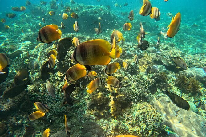 Lembongan Snorkeling at Manta Bay, Crystal Bay and Mangrove - Who should book this snorkeling combo