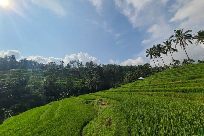 Lemukih Hidden Trekking Waterslide Sekumpul and Fiji Waterfall - Walking Through Emerald Rice Terraces and Crystal Streams