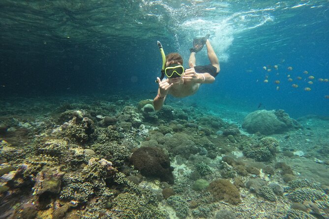 Lovina Dolphin Watching, Swimming, and Snorkeling Experience - Snorkeling in Lovina waters: coral and fish time