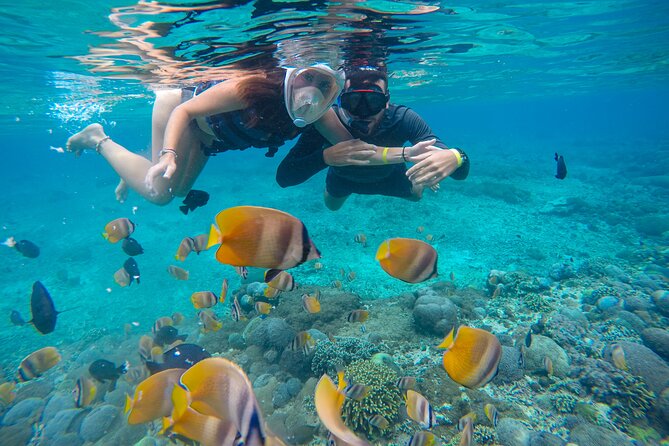 Lovina Dolphin Watching, Swimming, and Snorkeling Experience - Who should book this dolphin and snorkeling combo?