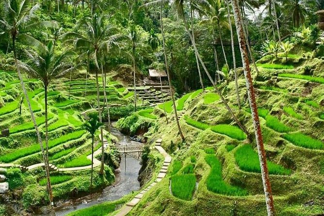Magic Of Ubud Temple Swing And Waterfall Private Guided Tour - Sacred Monkey Forest Sanctuary: Fast Walk, Photo Opportunities, Real Monkeys