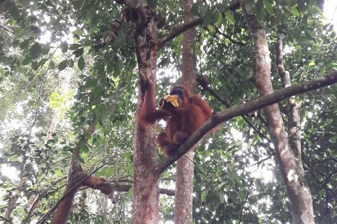 Medan - Bukit Lawang Fullday Tour - Key Highlights You Should Know