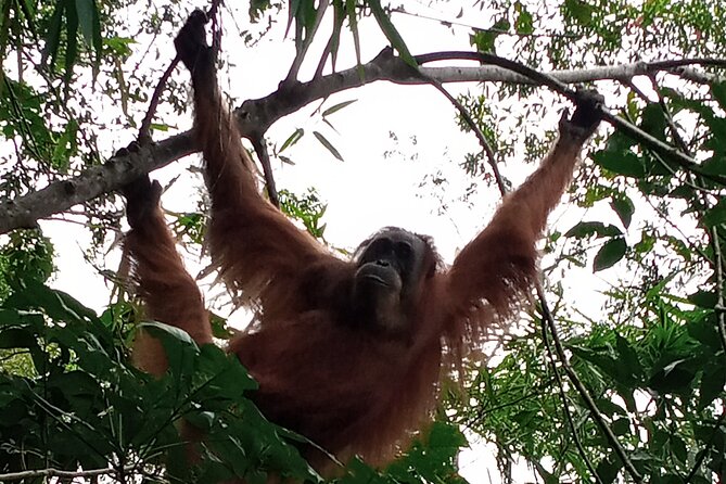 Medan - Bukit Lawang Fullday Tour - Stop 2 and Stop 3 in Tj. Beringin: Quick plantation context