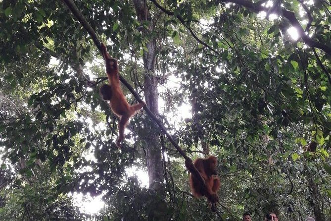 Medan - Bukit Lawang Fullday Tour - Lunch in the jungle: simple, needed fuel