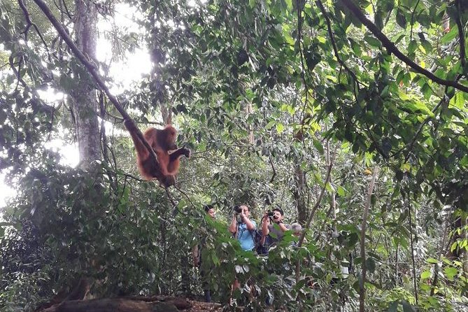 Medan - Bukit Lawang Fullday Tour - The walking level: moderate fitness, with real wet-weather risk
