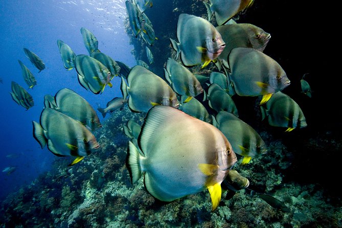 Menjangan island for Certified Scuba Divers full day boat trip, 2 dives + lunch - Lunch, fruit, and downtime between underwater sessions
