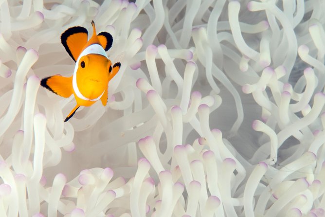 Menjangan island for Certified Scuba Divers full day boat trip, 2 dives + lunch - Who this Menjangan day trip suits best